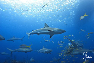 Reef Sharks come to the feeding party at Ginormous Reef -... by Steven Anderson 